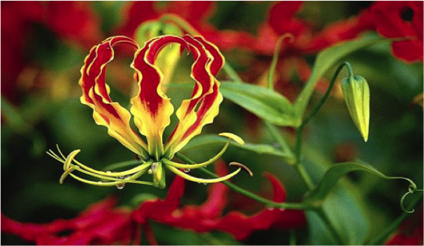 “Karthigaipoo is the national flower of Eelam Tamils”.